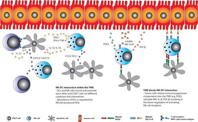 Characterization and Manipulation of the Crosstalk Between Dendritic and Natural Killer Cells Within the Tumor Microenvironment